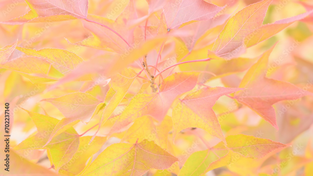 日本の秋の綺麗な紅葉