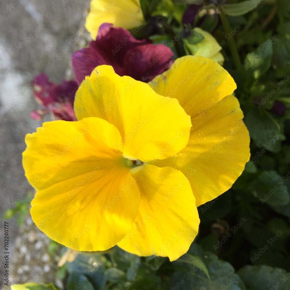 Fototapeta premium Yellow violet