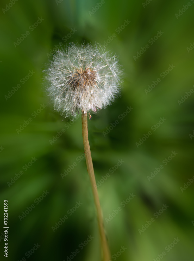 Fototapeta premium Macro photograph of the 