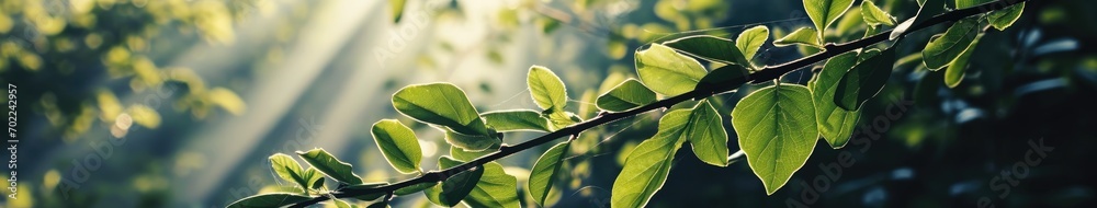 Background of green greenery in sunlight with sun rays Background of green greenery in sunlight with sun rays