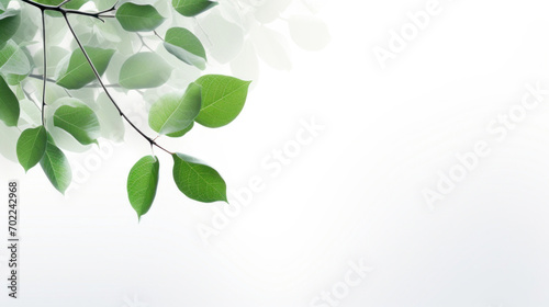 A single branch with vibrant green leaves against a pure white background, symbolizing growth and freshness.
