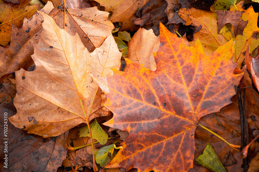 Impressionen vom Herbstlaub