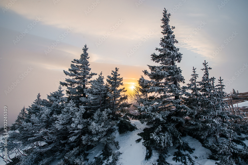 colorful sunset in the mountains with Christmas trees in the snow