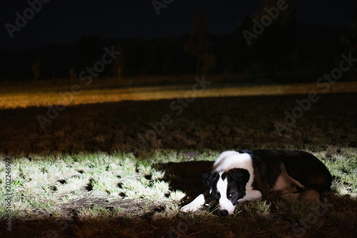 perro en el campo