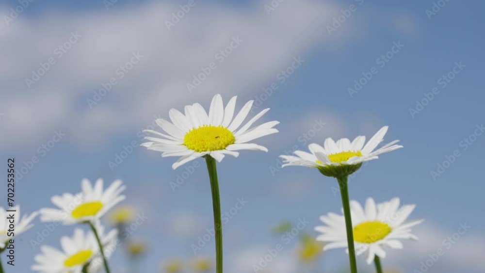 Daisies swaying in wind against sky. White daisy flowers in field at day. Chamomile flowers plants in garden. Nature, blooming blossoming flowers at spring, summer. Calm, serenity, fragility Daisies swaying in wind against sky. White daisy flowers in field at day. Chamomile flowers plants in garden. Nature, blooming blossoming flowers at spring, summer. Calm, serenity, fragility