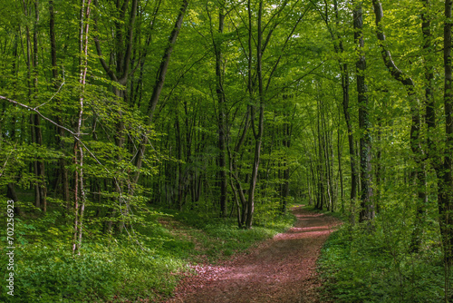Natur in Farbe  Fr  hlingswald  sattes gr  n mit Waldweg Laub