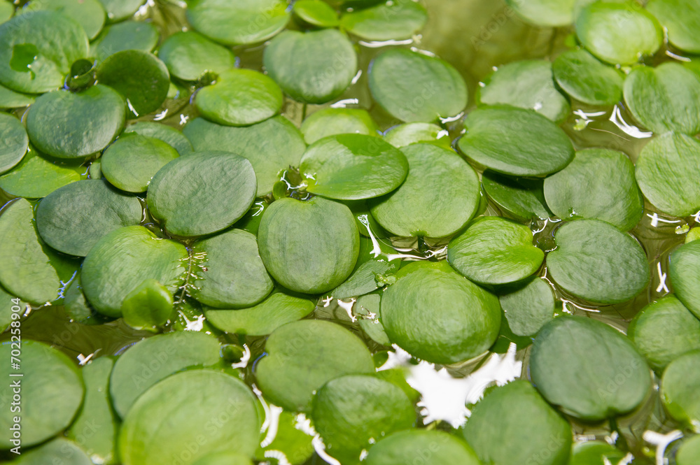 Top view of Limnobium laviegatum plant floating Top view of Limnobium laviegatum plant floating