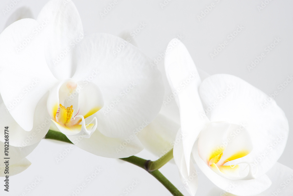Macro photography of petals of a blooming orchid phalaenopsis isolated on white background. Macro photography of petals of a blooming orchid phalaenopsis isolated on white background.