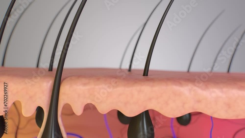 4K-3d rendering of Close-up of hair follicle