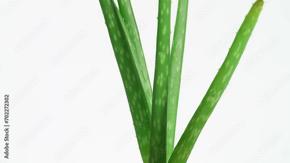 The Aloe Vera Plant Spinning On White Background. Succulent Plant Leaves
The Aloe Vera Plant Spinning On White Background. Succulent Plant Leaves