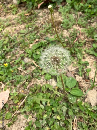 dandelion