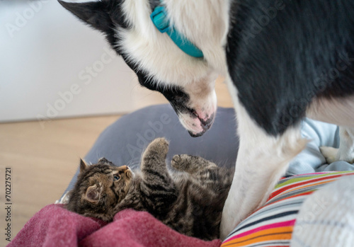 Kitten and dog playing