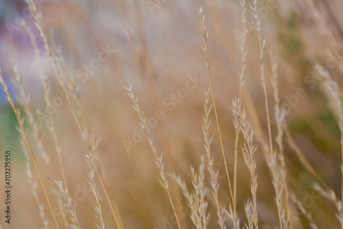 blé dans les champs sous la chaleur de l'été