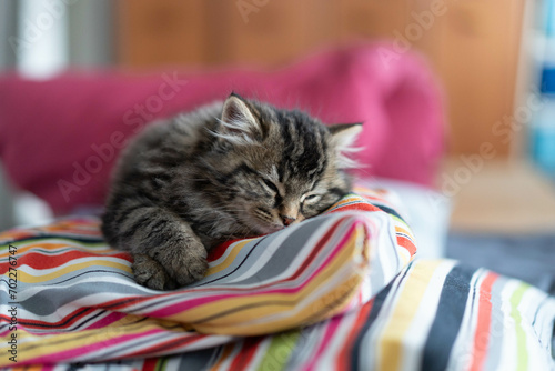 cat sleeping on the bed
