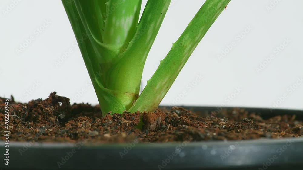 Close Up Of The Aloe Vera Plant In A Pot Spinning On White Background
Close Up Of The Aloe Vera Plant In A Pot Spinning On White Background