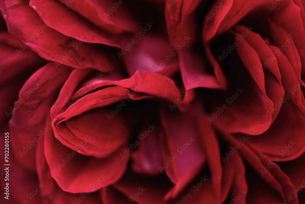 art abstract background of stunning deep red-purple rose . extreme macro art abstract background of stunning deep red-purple rose . extreme macro