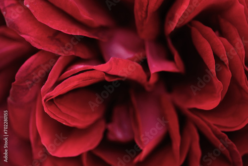 art abstract background of stunning deep red-purple rose . extreme  macro