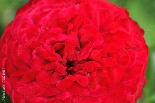 stunning red scarlet rose background. close up shot at cloudy day