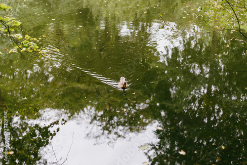 Bird in a lake