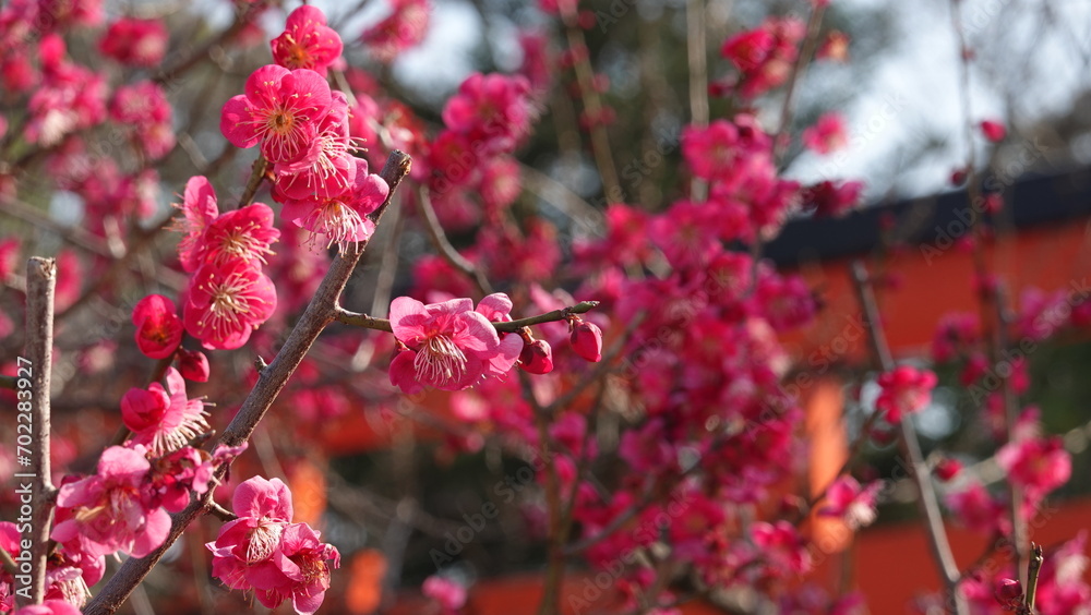 京都の梅林 京都の梅林
