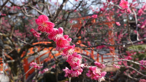 京都の梅林