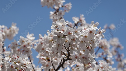 大阪の桜並木