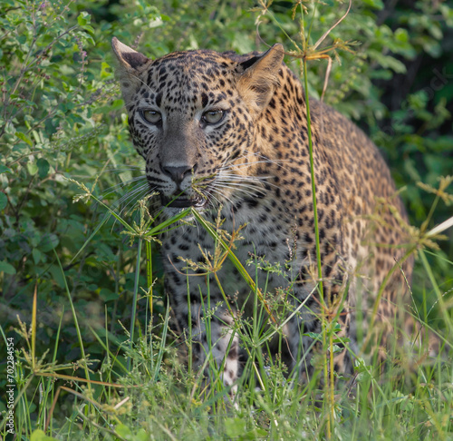 Close up face of a Leopard cub among the grass stalking prey  being in stealth mode walking slowly  Leopard cub from Yala National Park Sri Lanka