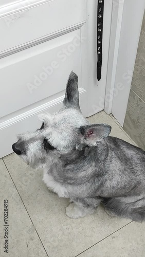 Dog waiting near the door photo