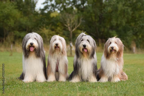 Group of bearded collies is sitting in nature. Family time, same breed, summer day.	
