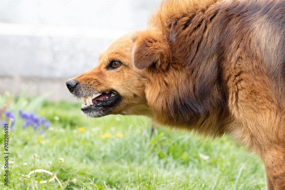 Aggressive dog barks, baring teeth. Dangerous Angry Dog Aggressive dog barks, baring teeth. Dangerous Angry Dog