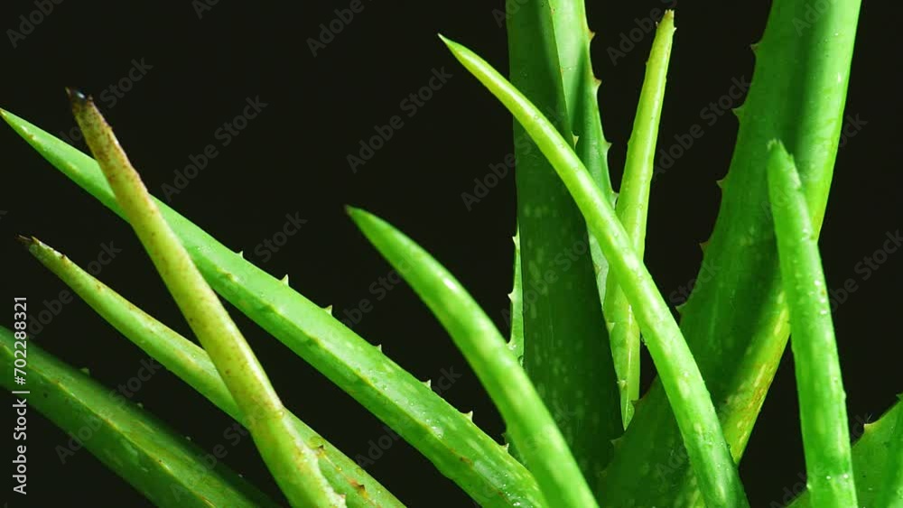 Close Up Of The Aloe Vera Plant Spinning On Black Background
Close Up Of The Aloe Vera Plant Spinning On Black Background