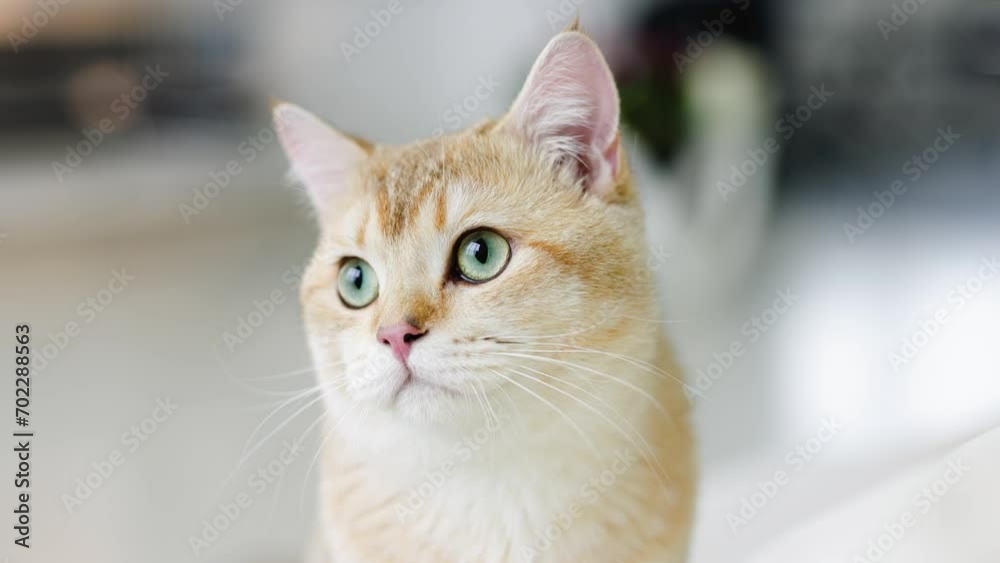 Funny Scottish Fold cat with beautiful big eyes. Beloved kitten playing in the natural atmosphere of home. Funny Scottish Fold cat with beautiful big eyes. Beloved kitten playing in the natural atmosphere of home.