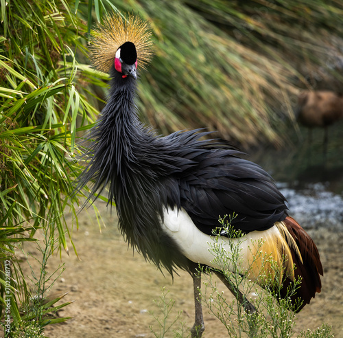 Black Crowned Crane  © Pearl Media
