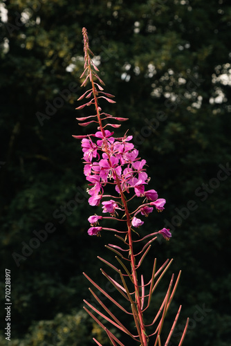 Pink Fireweed in bloom alongside a hiking trail running through Burrs Country Park in Bury, England.