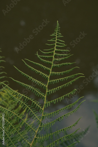 A fern leaf overhanging a river meandering through Burrs Country Park in Bury, England.