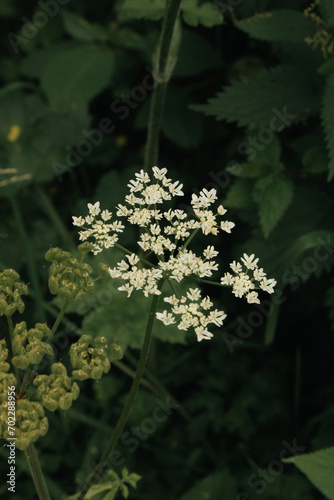 White Cow Parsley in bloom alongside a hiking trail running through Burrs Country Park in Bury, England.