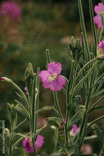Pink Hairy Willowherb blooming alongside a trail running through Burrs Country Park in Bury, England.