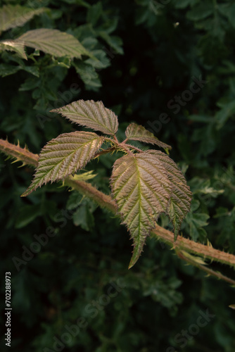 Red Raspberry lead found off the side of a trail in Burrs Country Park in Bury, England.