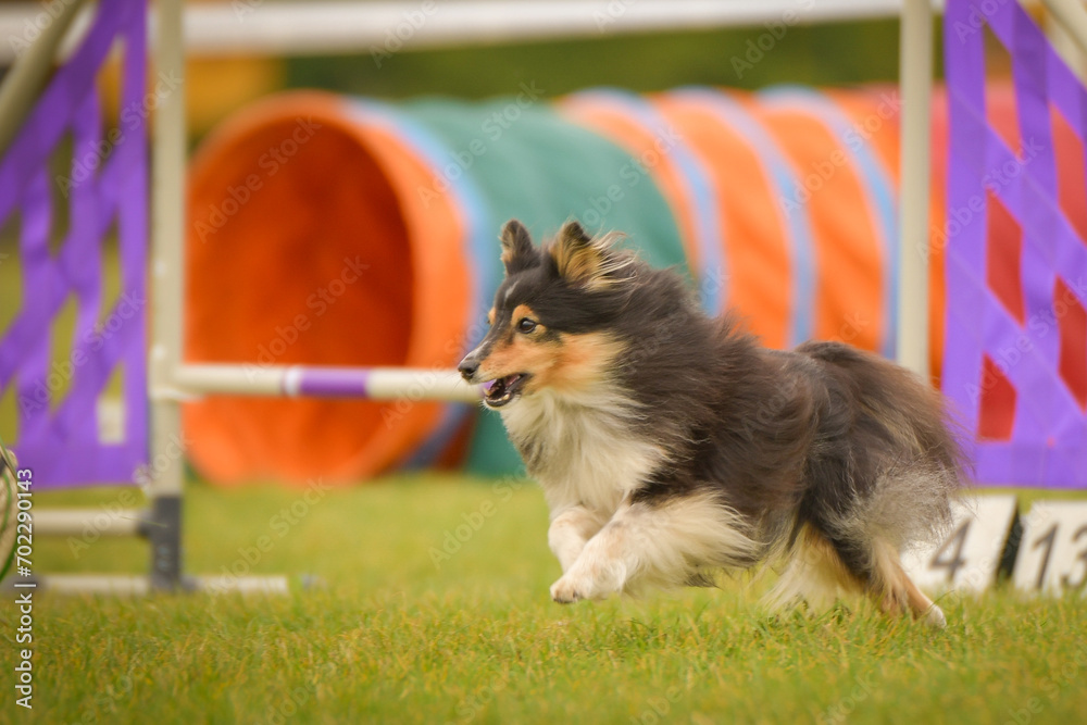 Dog is running in agility.  Amazing evening, Hurdle having private agility training for a sports competition