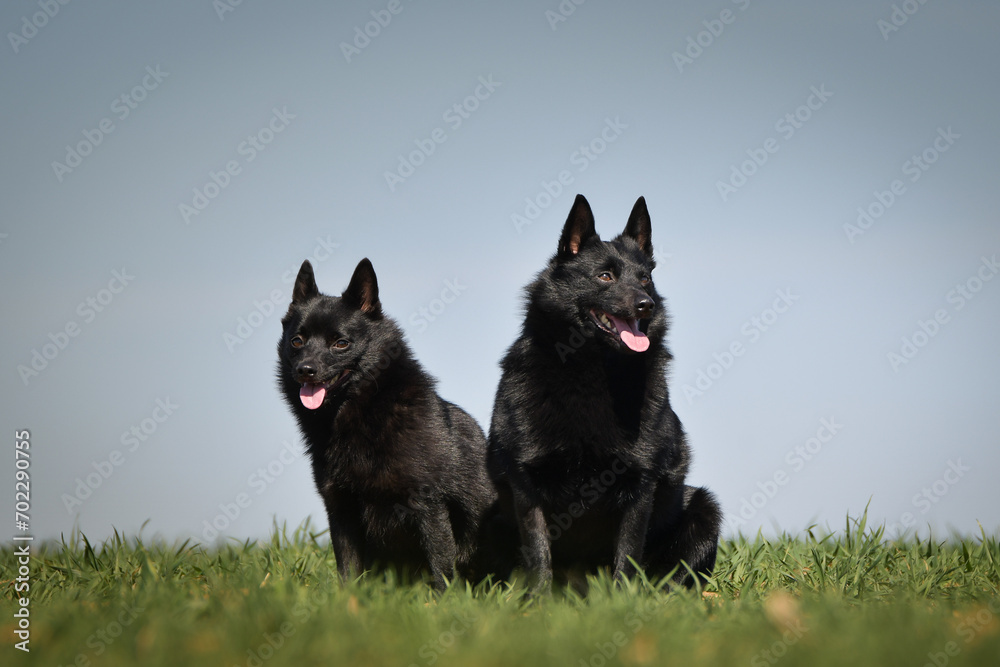 Two dogs of schipperke are sitting in grass. Summer day in nature with dogs. walk with dog. 