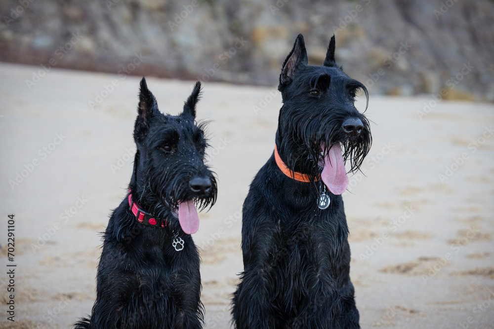 Two Giant Schnauzer Black Dogs Sitting On The Beach on the Sand Portrait