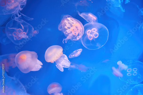 Aurelia aurita common moon jellyfish colony in dark water with glowing purple light