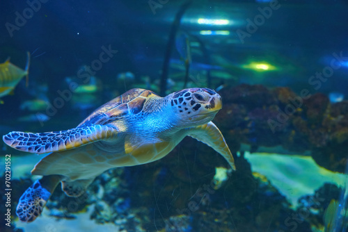 Sea turtle seen at the Aquarium © Ryzhkov Oleksandr