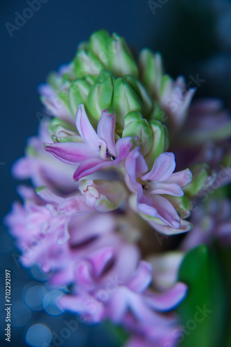 beautiful pink hyacinth, spring flower, close up, dark background, lights