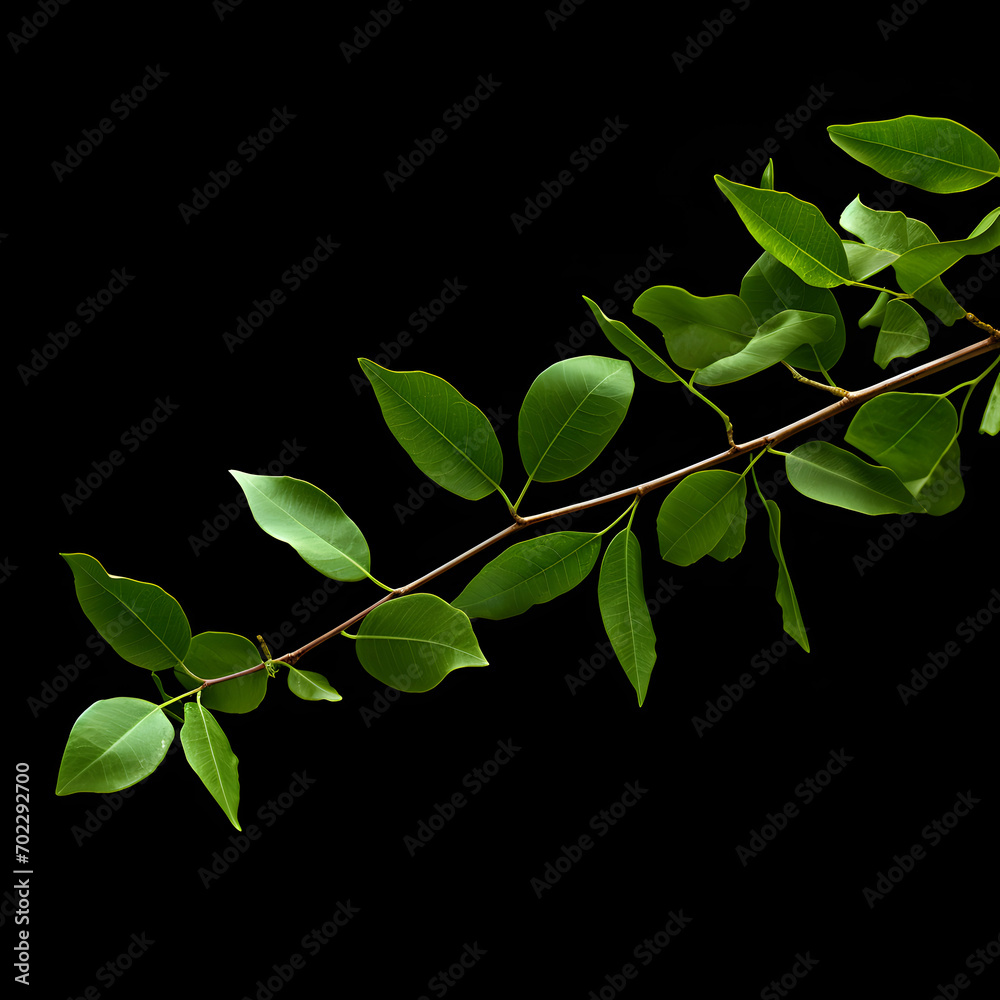 green leaves on black background green leaves on black background