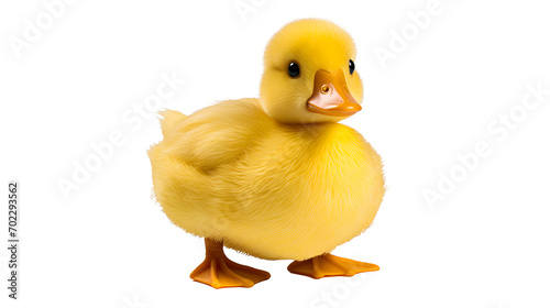 Baby Duck Image  Transparent Duckling  PNG Format  No Background  Isolated Adorable Waterfowl  Cute Aquatic Bird