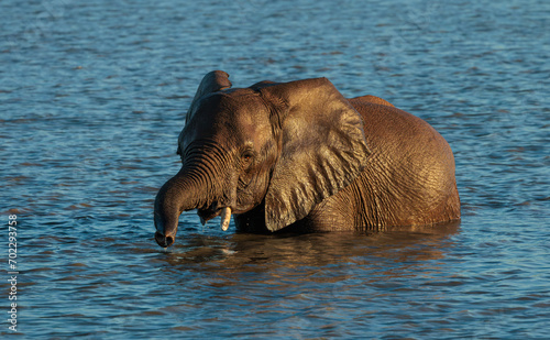 elephant in water
