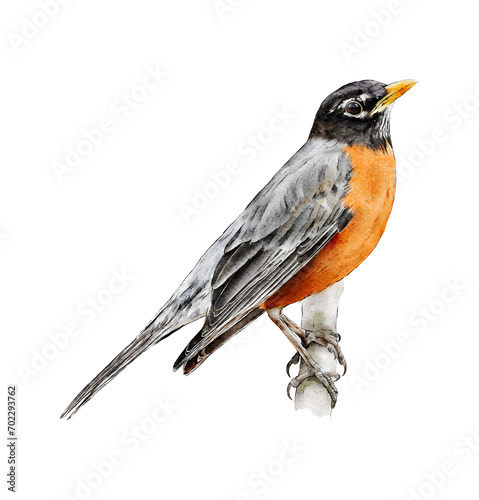 Hand-drawn watercolor American robin bird on branch illustration isolated. Birds collection. Turdus migratorius