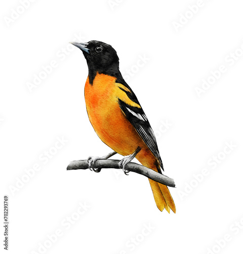 Hand-drawn watercolor baltimore oriole bird on branch illustration isolated. Birds collection. Icterus galbula photo