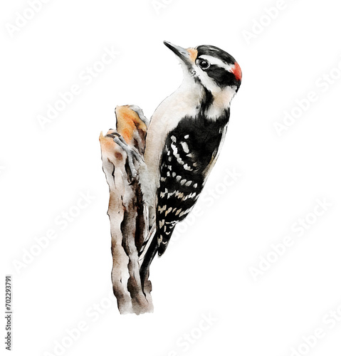 Hand-drawn watercolor downy woodpecker bird illustration isolated. Birds collection. Forest bird. Woods animal. Dryobates pubescens